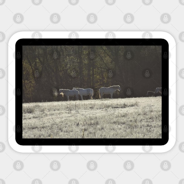 Wild Horses in Winter Sticker by MarieDarcy